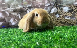 Mini Lop rabbits for sale: Pure mini lop  - Image 2