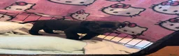 Cockerdor dogs for sale: Last Male Cockerdor 🐾🐶 - Advert 8