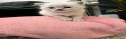 Ragdoll cats for sale: 🐾 Adorable Male Ragdoll kitten for sale  - Advert 6