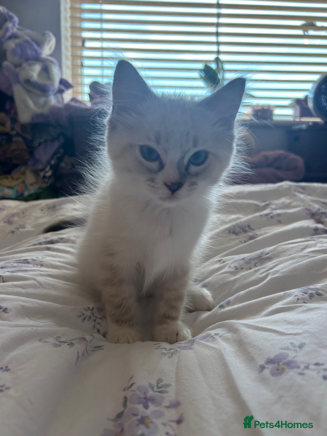 Ragdoll cats for sale: 😻 2 HANDSOME 11 WEEK OLD MALE RAGDOLL KITTENS 😻 - Image 12
