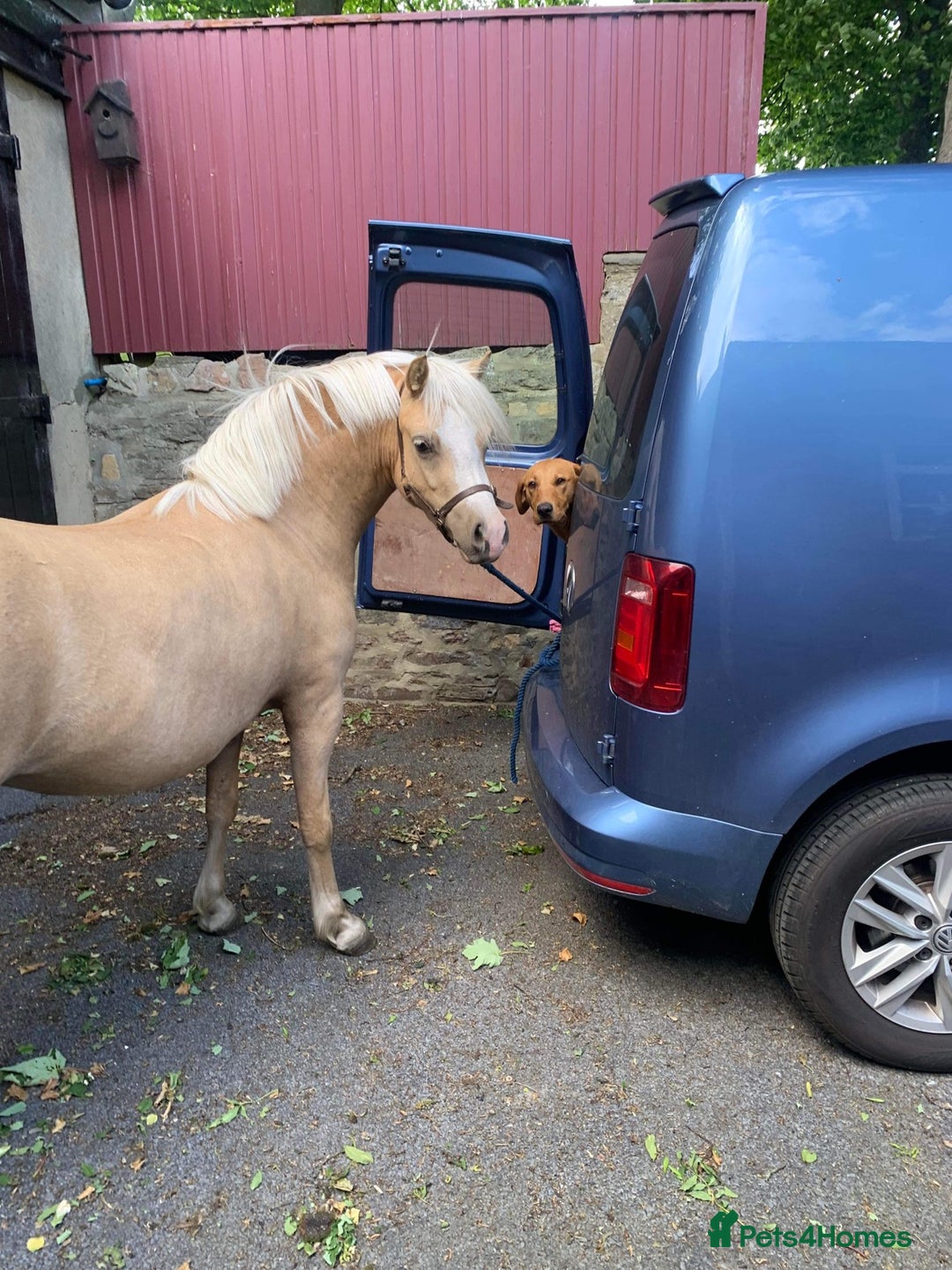 Labrador Retriever dogs for stud: Wiremoors Bram fox red Kc Reg & health tested dog - Advert 12