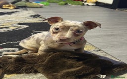 Jack Russell dogs for sale: Jack Russell puppies  - Image 2