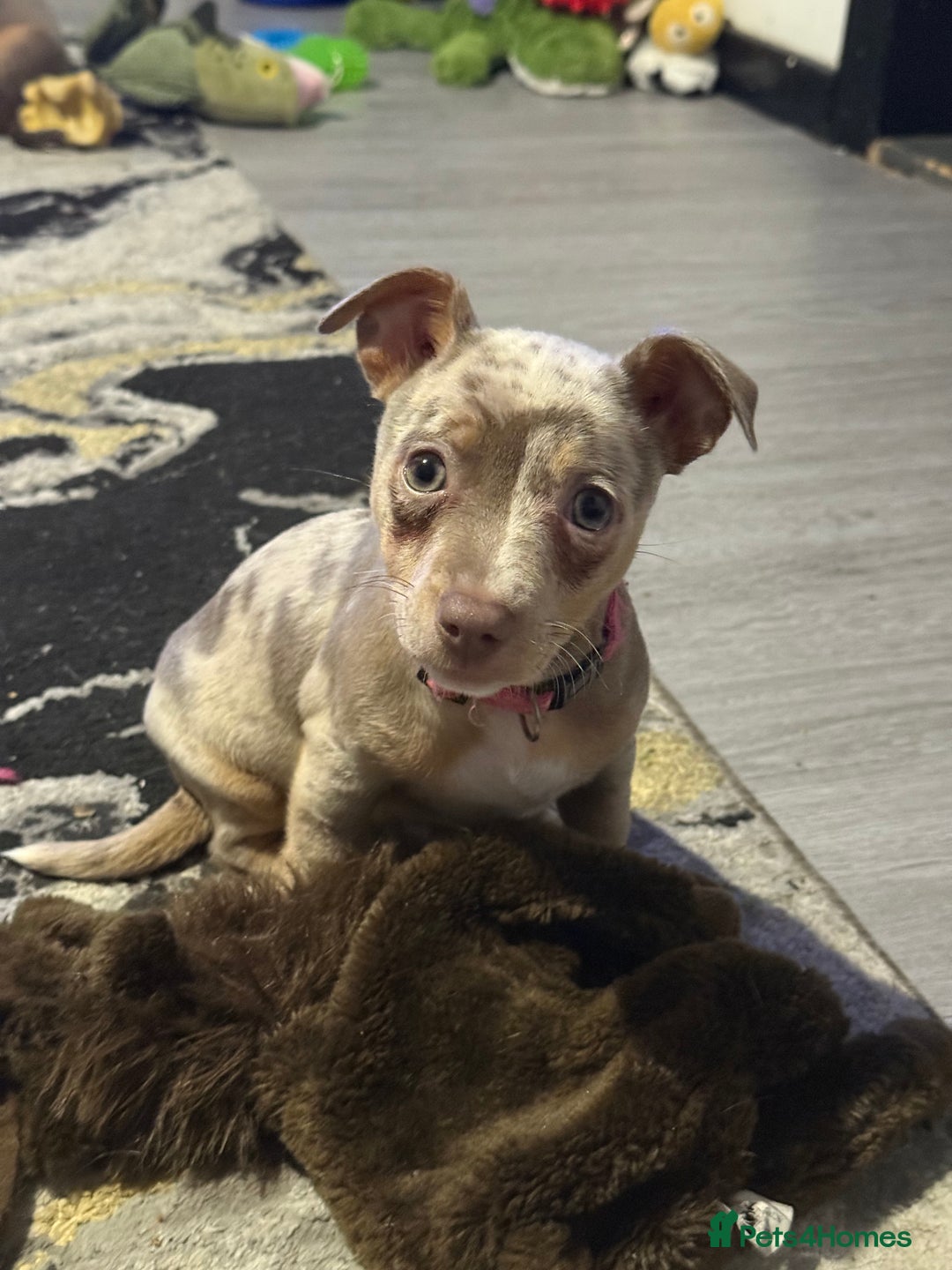 Jack Russell dogs for sale: Jack Russell puppies  - Image 2