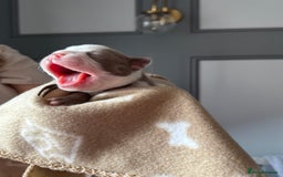 Boston Terrier dogs for sale: Stunning rainbow litter born 5/8/35 - Image 20