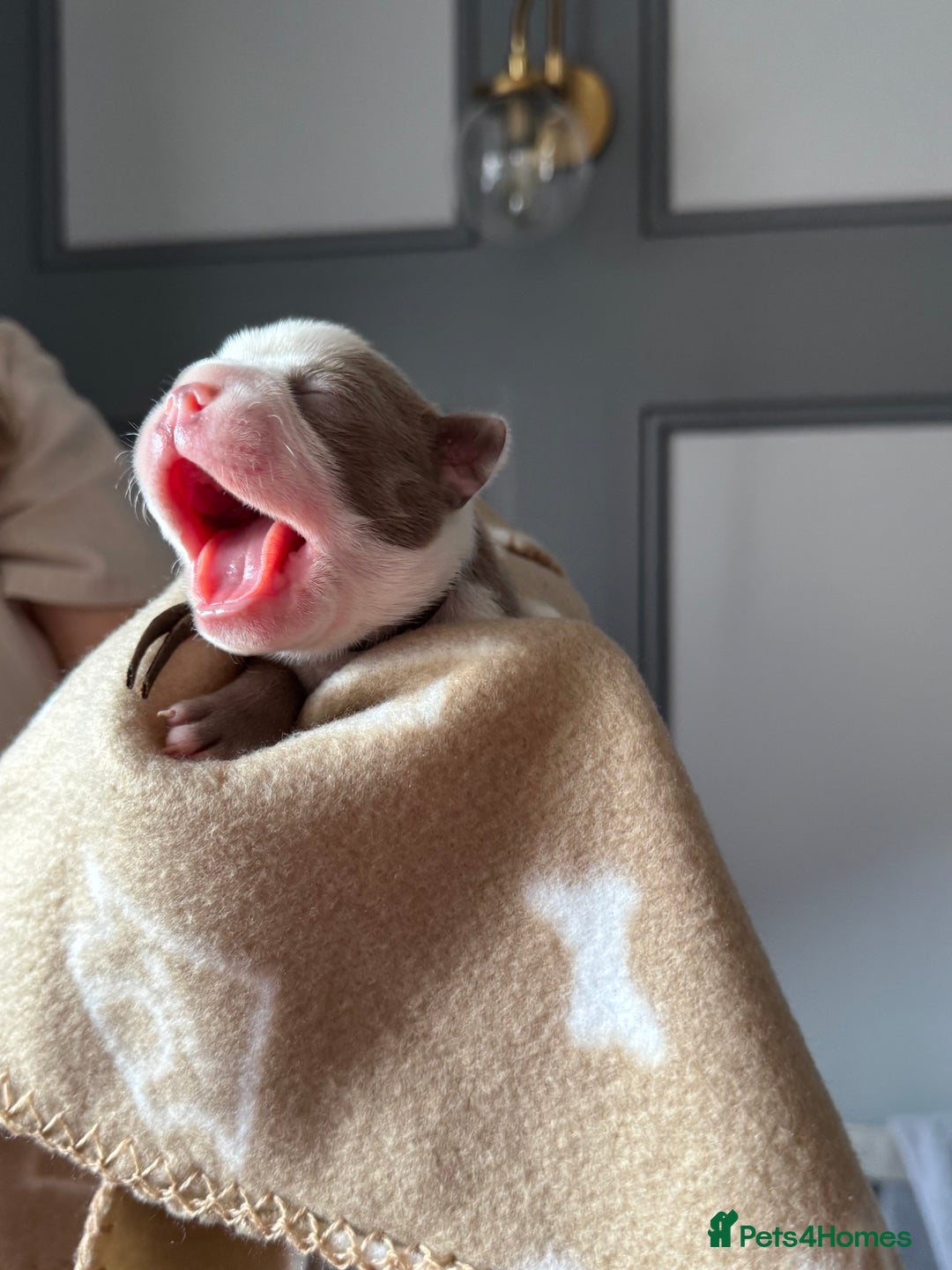 Boston Terrier dogs for sale: Stunning rainbow litter born 5/8/35 - Image 20