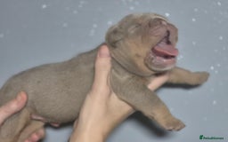 English Bulldog dogs for sale: Beautiful Litter Of New English Bulldog Puppies - Image 27