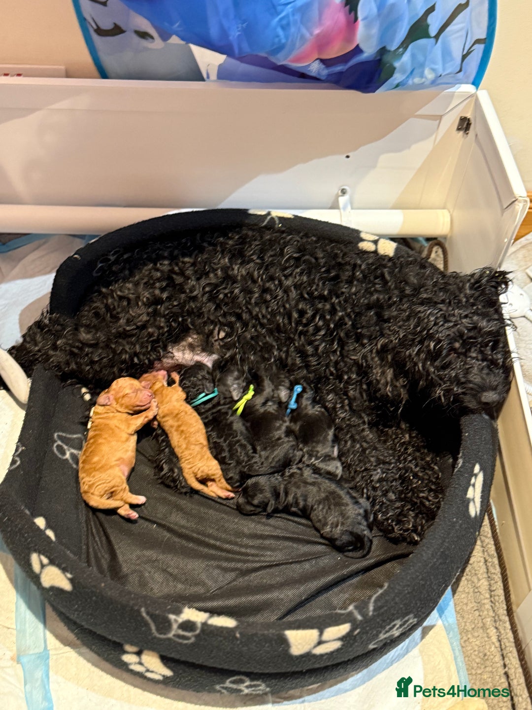 Cockapoo dogs for sale: F1 Cockapoo's - Image 5