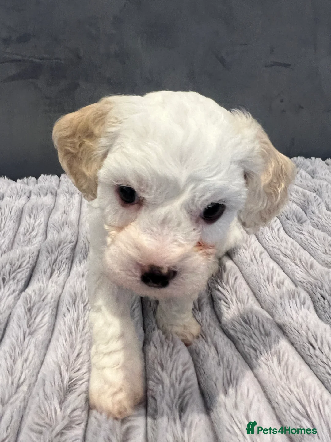 Cavachon dogs for sale: 🐶 Adorable Cavachon Puppies for Sale! 🐾 - Advert 10