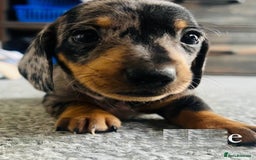 Miniature Dachshund dogs for sale: ✅Adorable nice Mini dachshund for sale✅✅ - Image 5