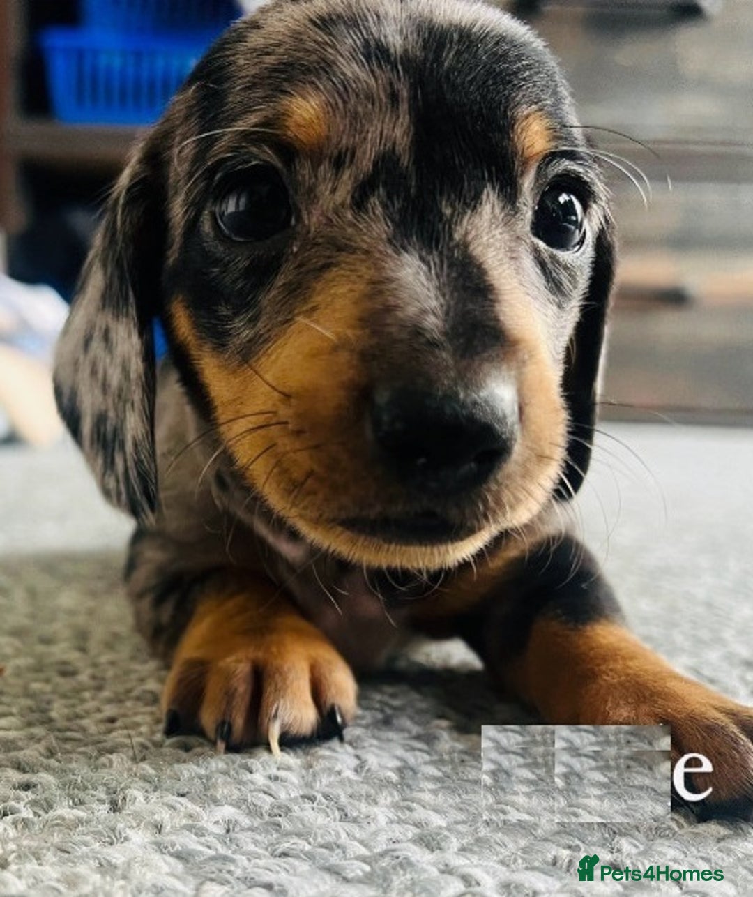 Miniature Dachshund dogs for sale: ✅Adorable nice Mini dachshund for sale✅✅ - Image 5