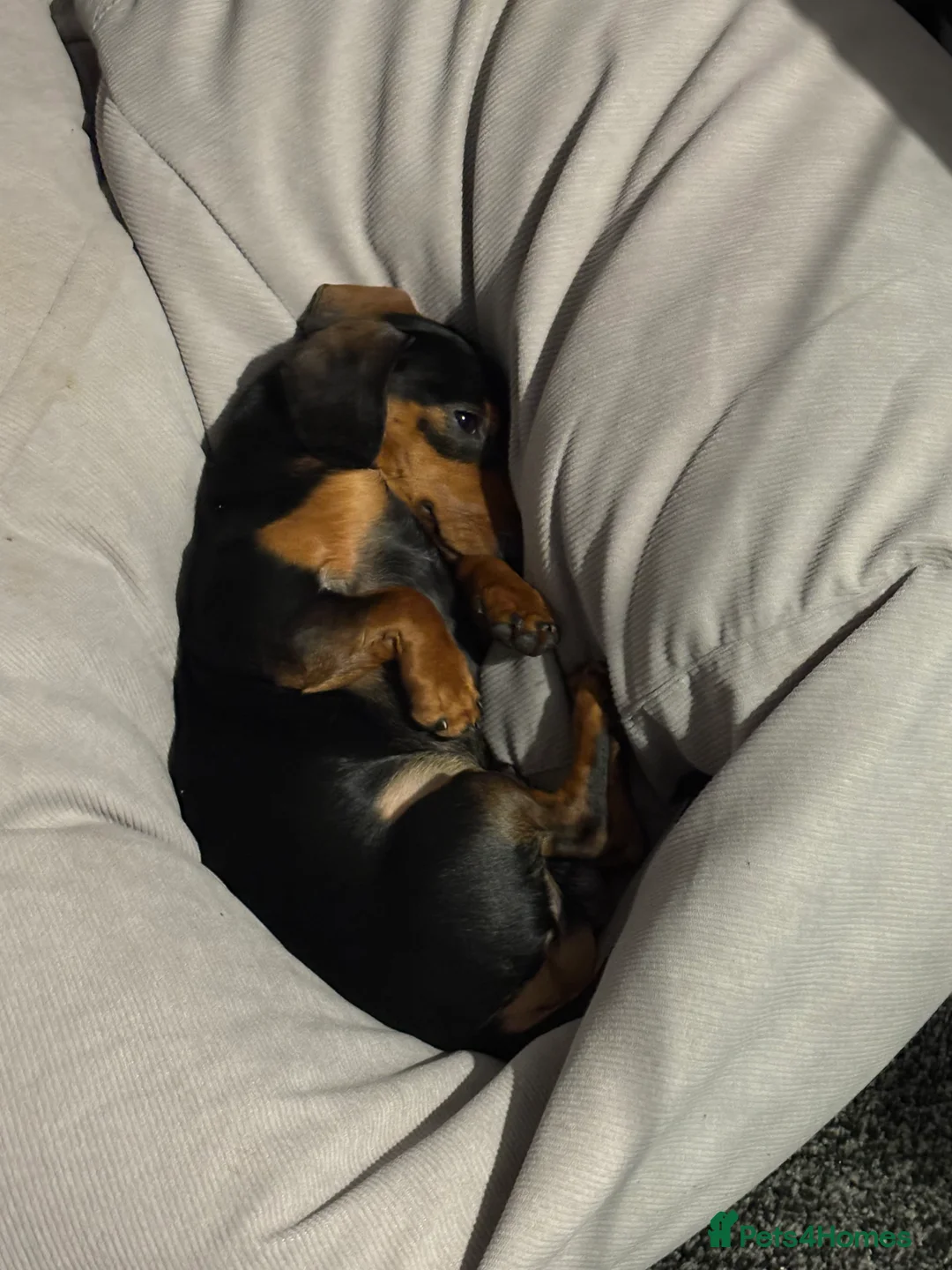 Miniature Dachshund dogs for sale: Mr Max - Advert 2
