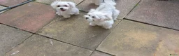 Maltese dogs for sale: Luna and Leo - Advert 4