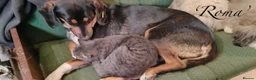 Mixed Breed dogs for adoption: Roma, 3-4 yrs. Available for adoption. - Advert 7