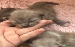 Ragdoll cats for sale: Rare Cherubim ragdolls lilac mink sepia smoke  - Image 9