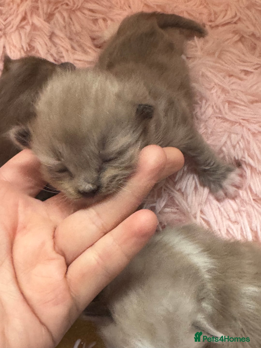Ragdoll cats for sale: Rare Cherubim ragdolls lilac mink sepia smoke  - Image 9