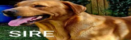 Labrador Retriever dogs for sale: Working Labrador puppies, Gun dog Mather  - Advert 15
