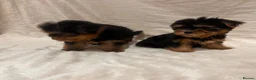 Yorkshire Terrier dogs for sale: Yorkshire terrier puppy  - Advert 3