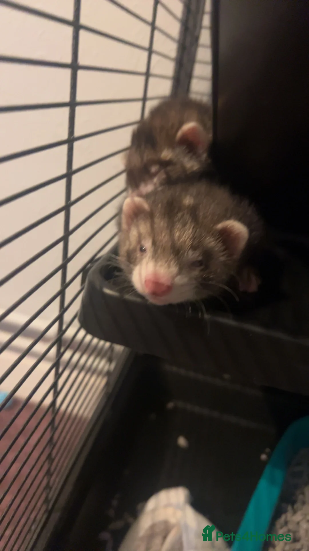 Ferret rodents for sale: 2 micro kits  in Daventry - Advert 2