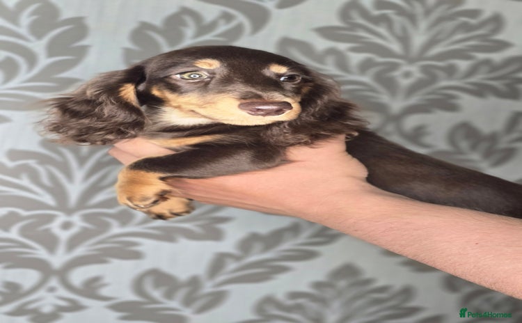 Miniature Dachshund dogs - Advert 13