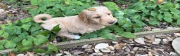 Goldendoodle dogs for sale: LAST THREE! Golden doodle pups from a loving home - Advert 9