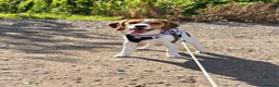Beagle dogs for sale: Beautiful Beagle - Advert 3
