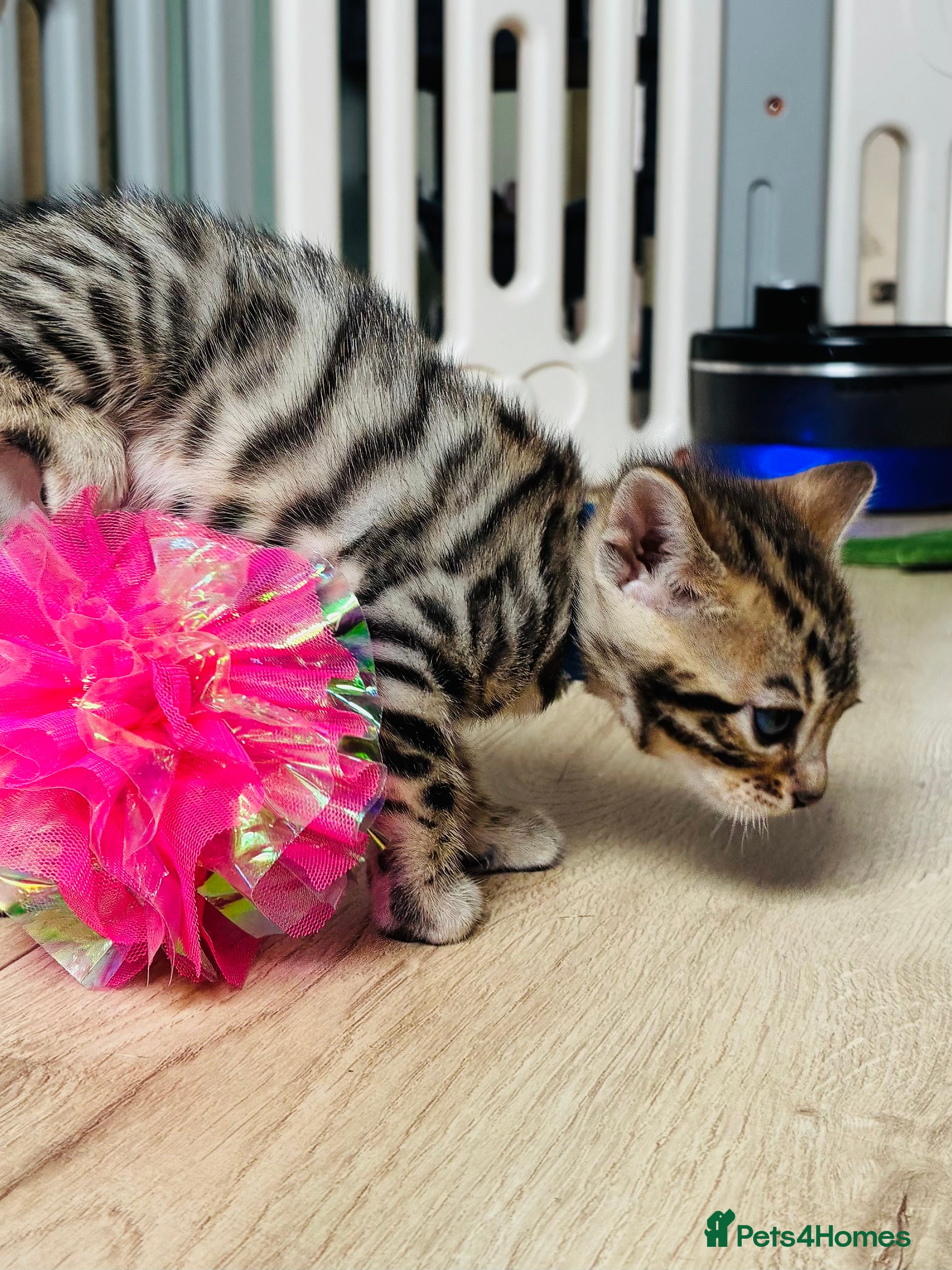 Bengal cats Stunning Bengal Kittens  - Advert 2