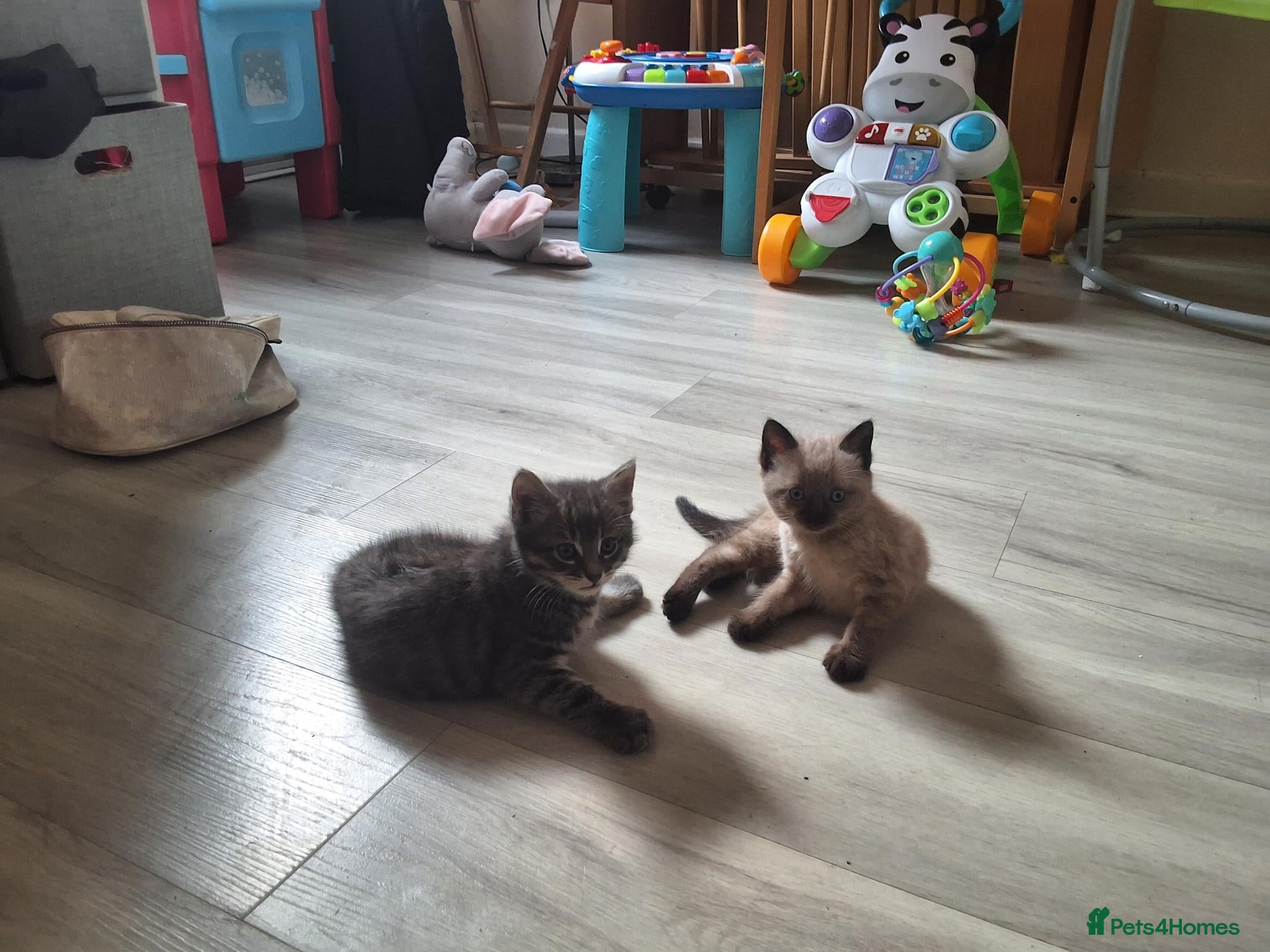 Mixed Breed cats Half forest cat kittens  - Advert 7
