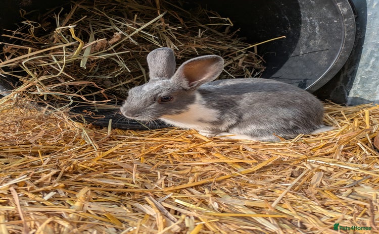 Rex rabbits in Woodbridge - Advert 4