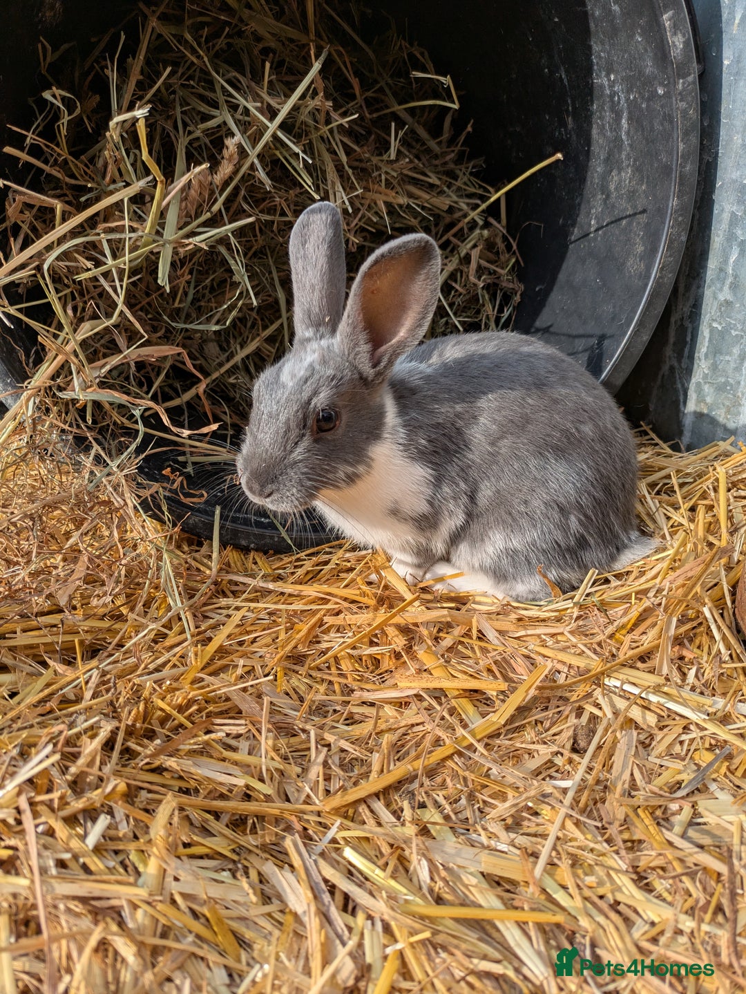 Rex rabbits for sale: Mini Rex cross  in Woodbridge - Image 1