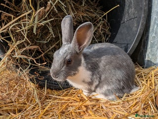 Rex rabbits in Woodbridge - Advert 10