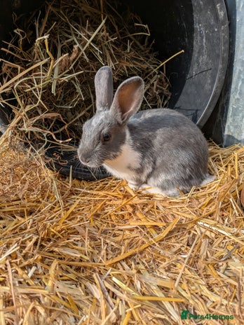 Rex rabbits in Woodbridge - Advert 9