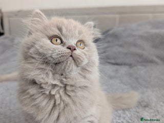 Scottish Fold cats 3 kittens are looking for new home 🏡 - Advert 15
