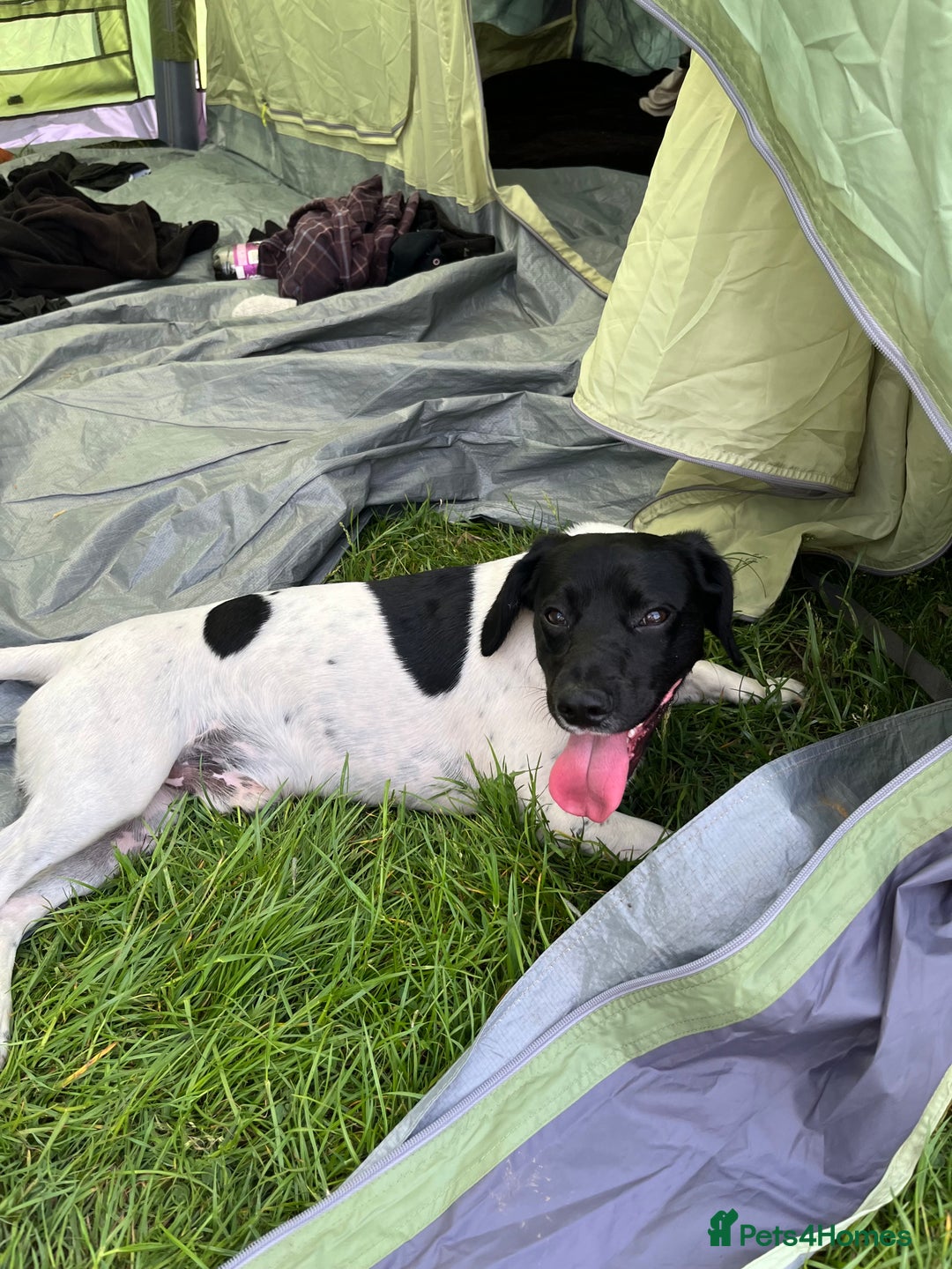 Mixed Breed dogs for sale: 2 year old jack Russell cross - Advert 1