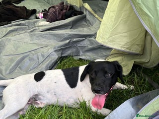 Mixed Breed dogs 2 year old jack Russell cross - Advert 1