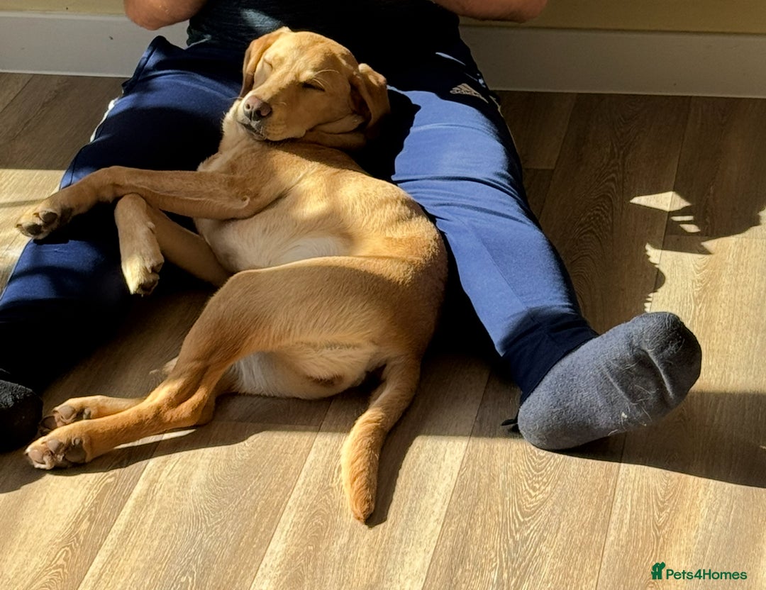 Labrador Retriever dogs for sale: Maisie  - Advert 7