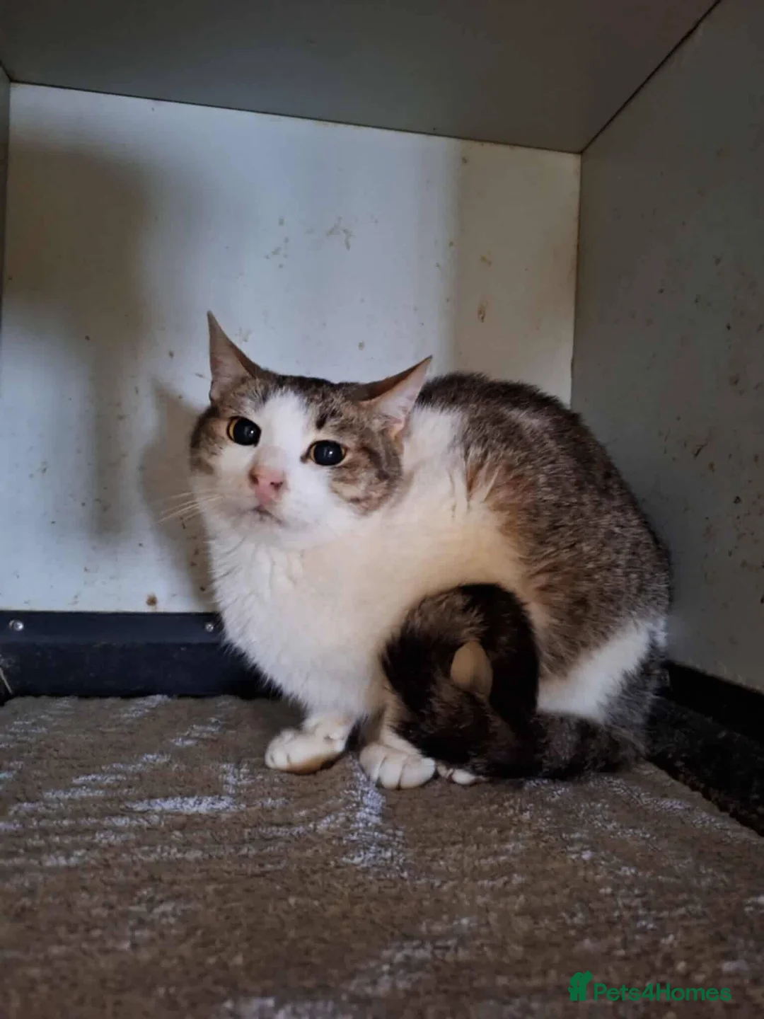 Mixed Breed cats for adoption: Galaxy for adoption - Advert 6