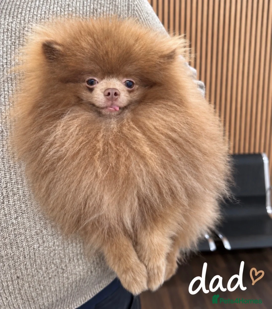 Pomeranian dogs for sale: Petite Teddy Bear Faced Pups Lilac & Chocolate - Advert 18
