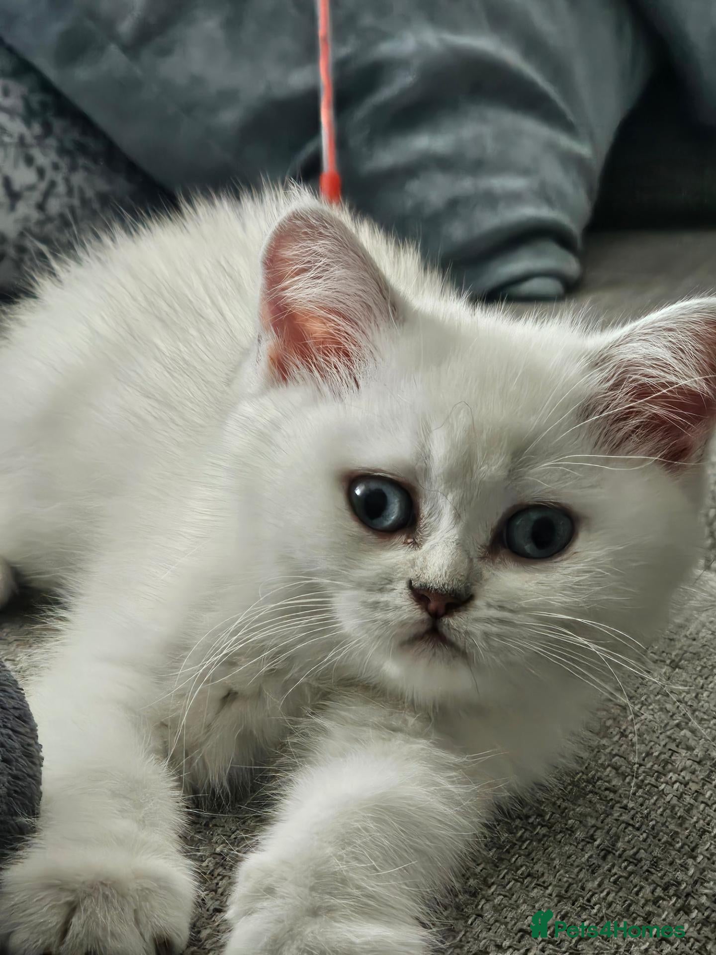 Scottish Fold cats  Ready now 4 Beautiful scottish fold babies  - Advert 2