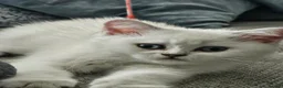 Scottish Fold cats for sale: Beautiful scottish fold babies  - Advert 4
