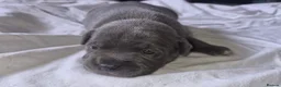 Staffordshire Bull Terrier dogs for sale: Beautiful kc reg blue Staffordshire bull terrier  - Advert 9