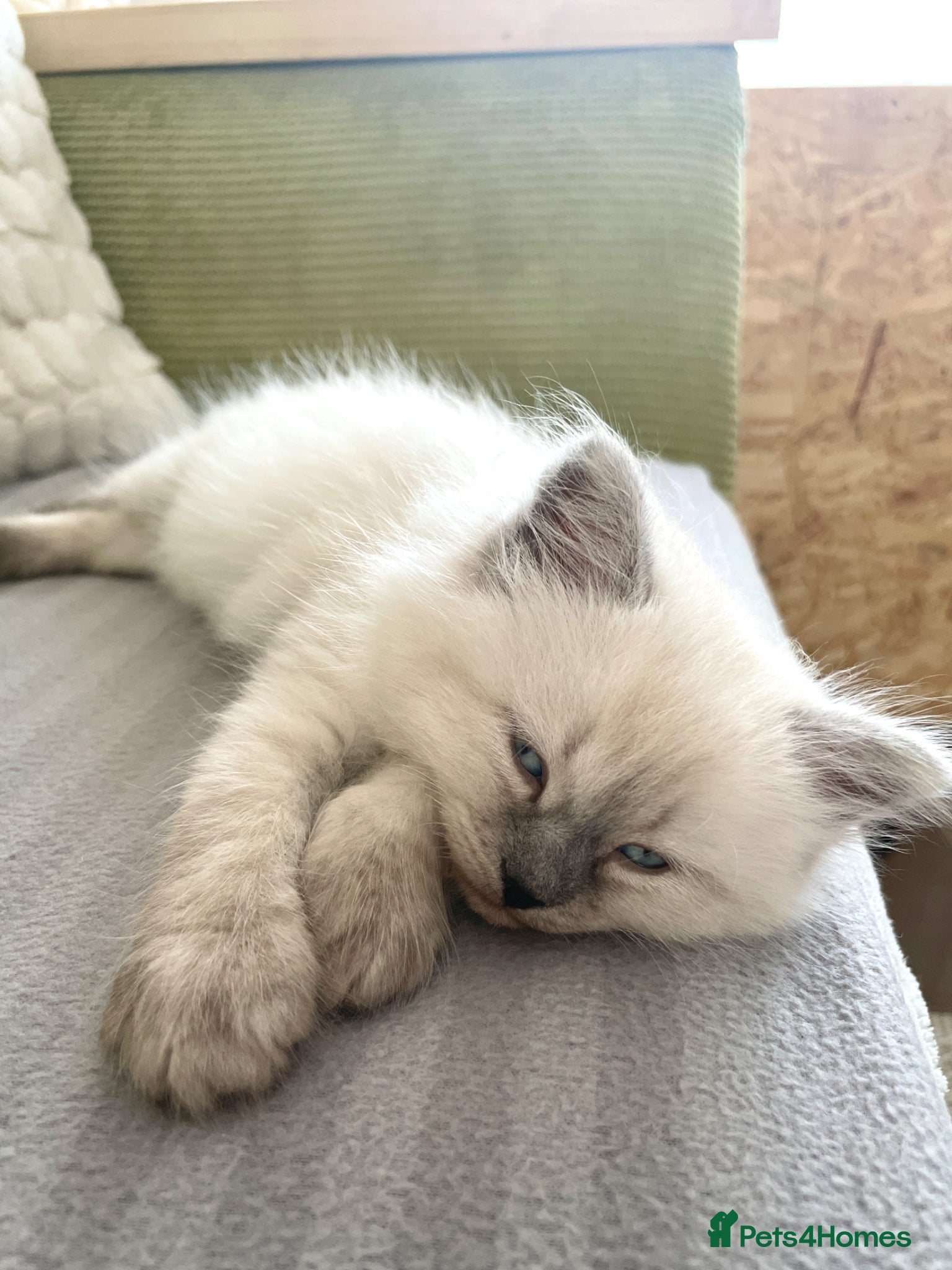 Siberian cats for sale: 2 Pure Neva Masquerade kittens available  - Advert 21