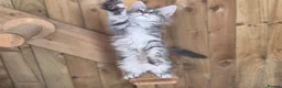 Maine Coon cats for sale: 2 Beautiful Maine Coon Kittens - Advert 7