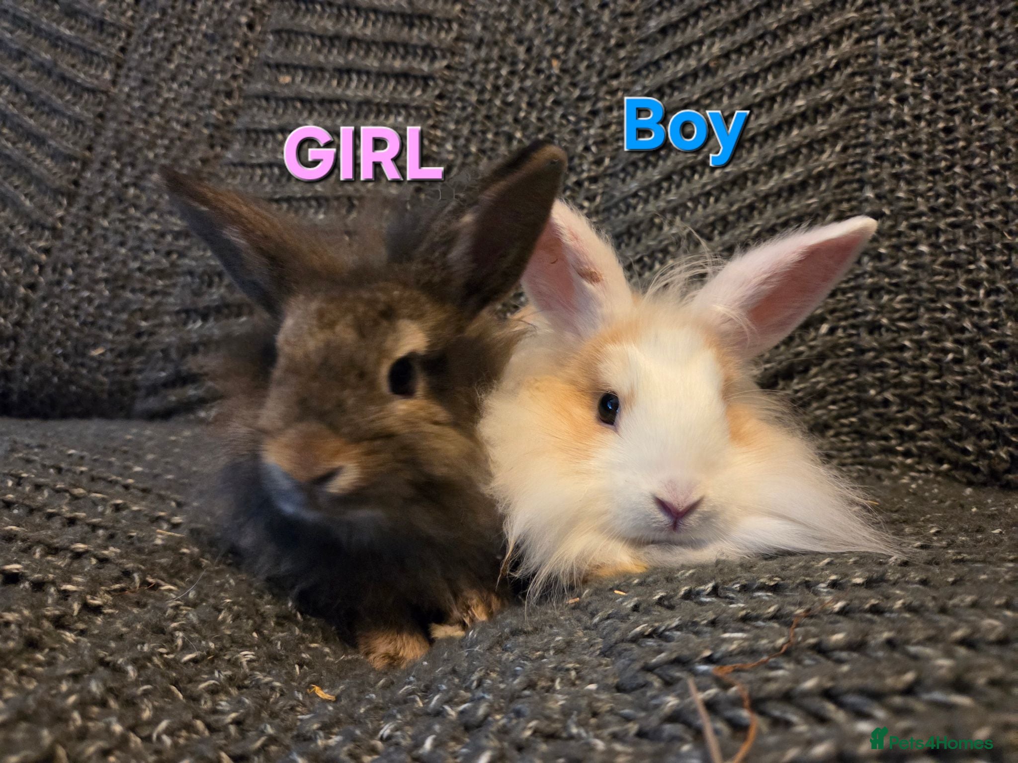 Lionhead rabbits Very tame Lion head bunnies 9 wk 1🩷1🩵 - Advert 1
