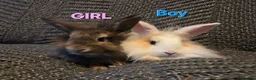 Lionhead rabbits for sale: Very tame Lion head bunnies 9 wk 1🩷1🩵 - Advert 1