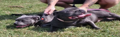Staffordshire Bull Terrier Puppy 1
