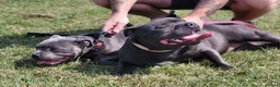 Staffordshire Bull Terrier dogs for sale: Staffordshire bull terriers - Advert 2