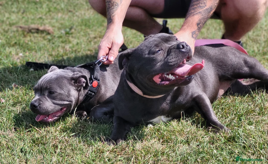 Staffordshire Bull Terrier dogs for sale: Staffordshire bull terriers - Advert 2
