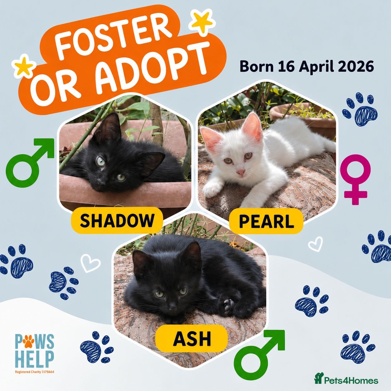 Mixed Breed cats 🐾❤️ THREE ADORABLE KITTENS READY - Advert 2