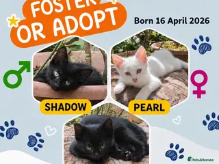 Mixed Breed cats 🐾❤️ THREE ADORABLE KITTENS READY - Advert 2