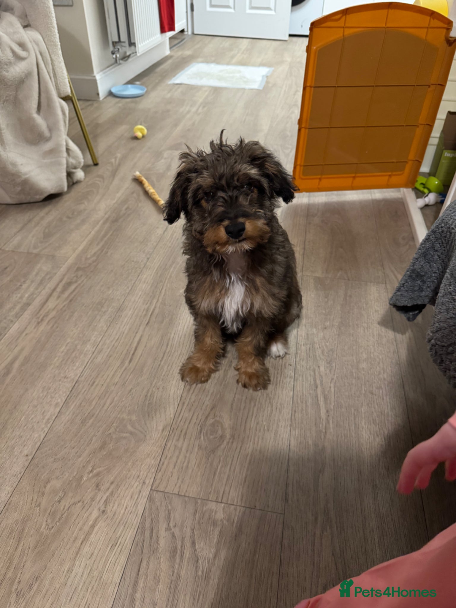 Bordoodle dogs 6 Month old Bordoodle - Advert 13